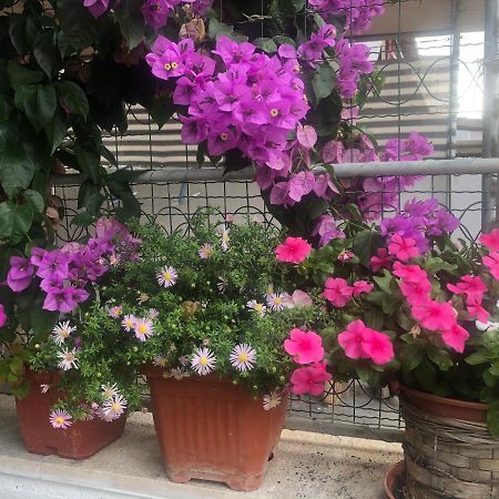 Apartmani Josipa شيبينيك المظهر الخارجي الصورة